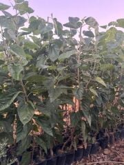 3 YAŞ MEYVE VEREN; AŞILI ,TÜPLÜ AVUSTRALYA YEDİVEREN DUT FİDANI BOY 170-200 CM