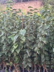 3 YAŞ MEYVE VEREN; AŞILI ,TÜPLÜ AVUSTRALYA YEDİVEREN DUT FİDANI BOY 170-200 CM