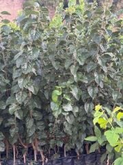 3 YAŞ TÜPLÜ AŞILI,MEYVE VEREN : BEYAZ DUT FİDANI BOY 170-200 CM