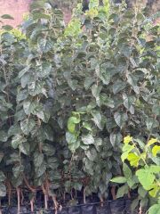 3 YAŞ TÜPLÜ AŞILI,MEYVE VEREN : BEYAZ DUT FİDANI BOY 170-200 CM