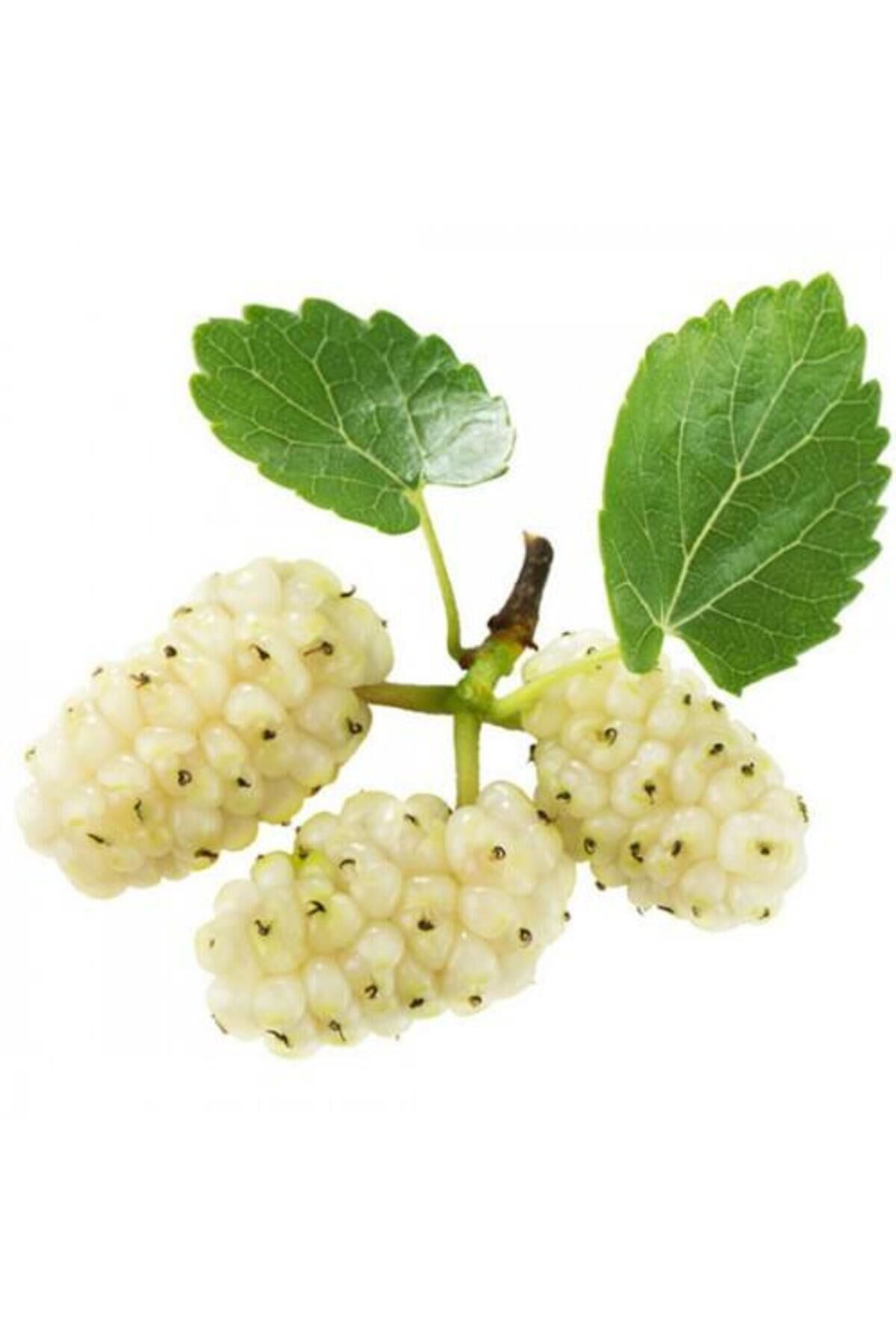 3 YAŞ TÜPLÜ AŞILI,MEYVE VEREN : BEYAZ DUT FİDANI BOY 170-200 CM