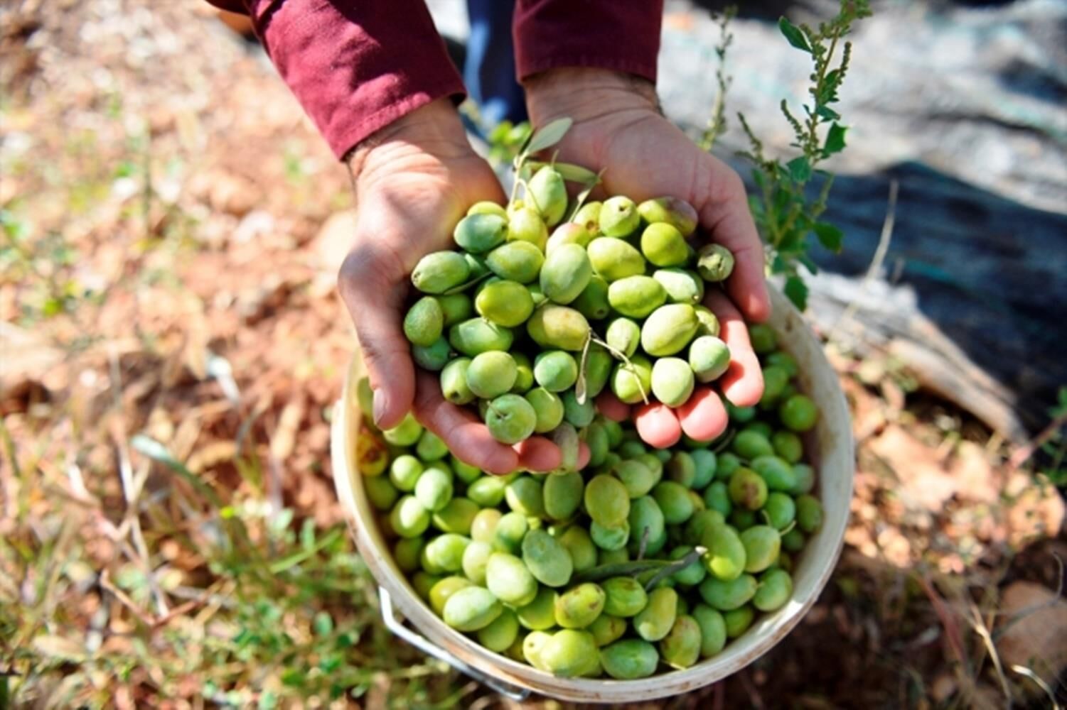 2 YAŞ TÜPLÜ DERİK HALHALİ ZEYTİN FİDANI BOY 130-150 CM(MEYVE VERME DURUMUNDA)