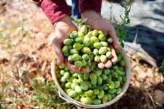 2 YAŞ TÜPLÜ DERİK HALHALİ ZEYTİN FİDANI BOY 130-150 CM(MEYVE VERME DURUMUNDA)