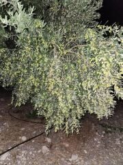 2 YAŞ TÜPLÜ DERİK HALHALİ ZEYTİN FİDANI BOY 130-150 CM(MEYVE VERME DURUMUNDA)