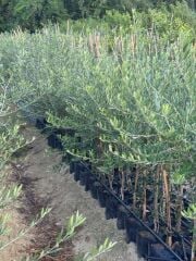 2 YAŞ TÜPLÜ DERİK HALHALİ ZEYTİN FİDANI BOY 130-150 CM(MEYVE VERME DURUMUNDA)