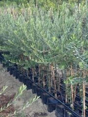 2 YAŞ TÜPLÜ DERİK HALHALİ ZEYTİN FİDANI BOY 130-150 CM(MEYVE VERME DURUMUNDA)