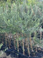 2 YAŞ TÜPLÜ DERİK HALHALİ ZEYTİN FİDANI BOY 130-150 CM(MEYVE VERME DURUMUNDA)