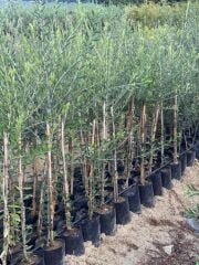 2 YAŞ TÜPLÜ DERİK HALHALİ ZEYTİN FİDANI BOY 130-150 CM(MEYVE VERME DURUMUNDA)