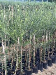 2 YAŞ TÜPLÜ DERİK HALHALİ ZEYTİN FİDANI BOY 130-150 CM(MEYVE VERME DURUMUNDA)