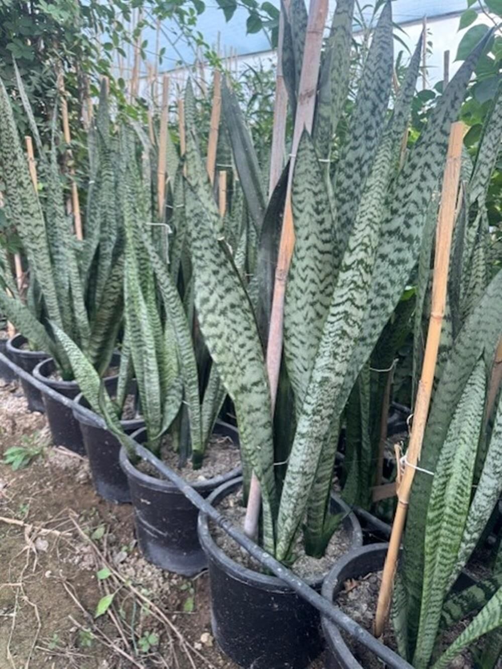 3/4 KÖKLÜ ,BÜYÜKBOY KILIÇ ÇİÇEĞİ  100-120 CM