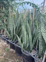 3/4 KÖKLÜ ,BÜYÜKBOY KILIÇ ÇİÇEĞİ  100-120 CM