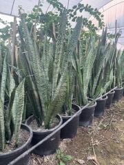 3/4 KÖKLÜ ,BÜYÜKBOY KILIÇ ÇİÇEĞİ  100-120 CM