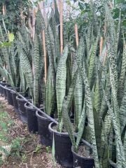 3/4 KÖKLÜ ,BÜYÜKBOY KILIÇ ÇİÇEĞİ  100-120 CM