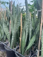 3/4 KÖKLÜ ,BÜYÜKBOY KILIÇ ÇİÇEĞİ  100-120 CM