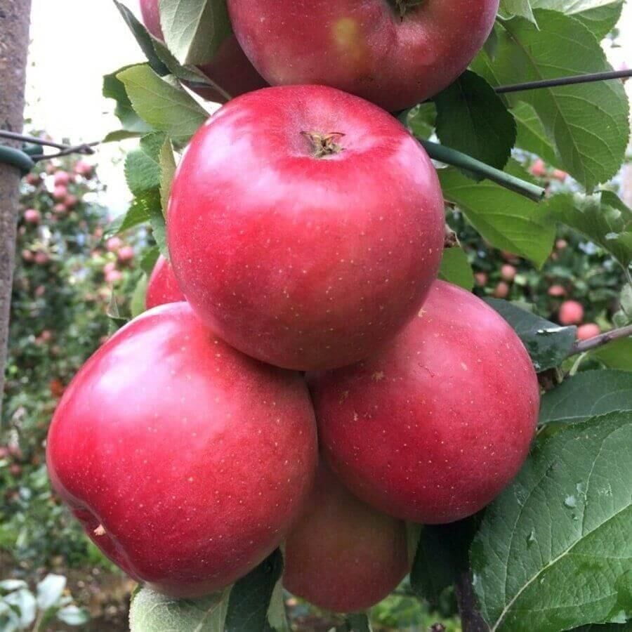 3 YAŞ TÜPLÜ FUJİ ELMA FİDANI BOY 150-180 CM