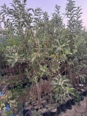 3 YAŞ TÜPLÜ FUJİ ELMA FİDANI BOY 150-180 CM