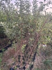 3 YAŞ TÜPLÜ FUJİ ELMA FİDANI BOY 150-180 CM