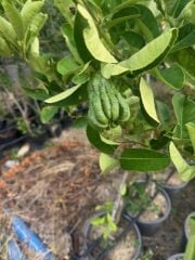 5 YAŞ,SAKSIDA,MEYVE VEREN BUDANIN ELİ LİMON FİDANI BOY 140-160 CM