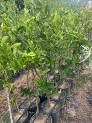 5 YAŞ,SAKSIDA,MEYVE VEREN BUDANIN ELİ LİMON FİDANI BOY 140-160 CM