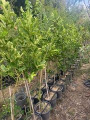 5 YAŞ,SAKSIDA,MEYVE VEREN BUDANIN ELİ LİMON FİDANI BOY 140-160 CM