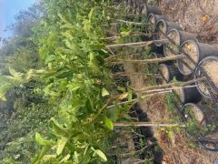 5 YAŞ,SAKSIDA,MEYVE VEREN BUDANIN ELİ LİMON FİDANI BOY 140-160 CM