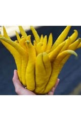 5 YAŞ,SAKSIDA,MEYVE VEREN BUDANIN ELİ LİMON FİDANI BOY 140-160 CM