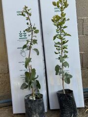 Uc1 Anaçlı, 2 adet (1 erkek-1 dişi) 2yaş ,Aşılı Tekin çeşit Antep fıstığı boy 60-80 cm