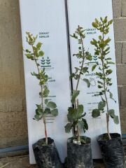 Uc1 Anaçlı, Tüplü 3 adet (1 erkek-2 dişi) 2yaş ,Aşılı Tekin çeşit Antep fıstığı