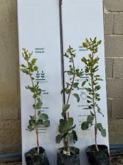 Uc1 Anaçlı, Tüplü 3 adet (1 erkek-2 dişi) 2yaş ,Aşılı Tekin çeşit Antep fıstığı