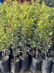 Uc1 Anaçlı, Tüplü 3 adet (1 erkek-2 dişi) 2yaş ,Aşılı Tekin çeşit Antep fıstığı