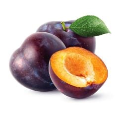 4 YAŞ TÜPLÜ ANEGLİNO(ANJELİKA) JAPON ERİĞİ FİDANI BOY 150-180CM