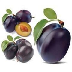 4 YAŞ TÜPLÜ ANEGLİNO(ANJELİKA) JAPON ERİĞİ FİDANI BOY 150-180CM