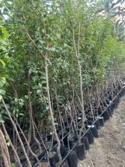 4 YAŞ TÜPLÜ ANEGLİNO(ANJELİKA) JAPON ERİĞİ FİDANI BOY 150-180CM