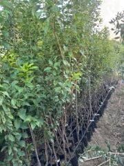 4 YAŞ TÜPLÜ ANEGLİNO(ANJELİKA) JAPON ERİĞİ FİDANI BOY 150-180CM