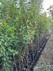 4 YAŞ TÜPLÜ ANEGLİNO(ANJELİKA) JAPON ERİĞİ FİDANI BOY 150-180CM