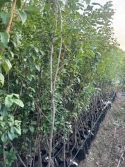 4 YAŞ TÜPLÜ ANEGLİNO(ANJELİKA) JAPON ERİĞİ FİDANI BOY 150-180CM