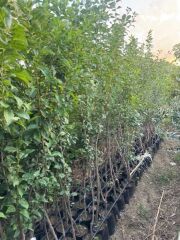 3 YAŞ TÜPLÜ ANEGLİNO(ANJELİKA) JAPON ERİĞİ FİDANI BOY 150CM+