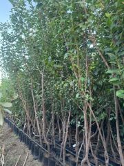 3 YAŞ TÜPLÜ ANEGLİNO(ANJELİKA) JAPON ERİĞİ FİDANI BOY 150CM+