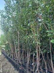 3 YAŞ TÜPLÜ ANEGLİNO(ANJELİKA) JAPON ERİĞİ FİDANI BOY 150CM+