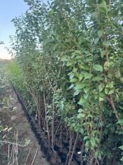 3 YAŞ TÜPLÜ ANEGLİNO(ANJELİKA) JAPON ERİĞİ FİDANI BOY 150CM+