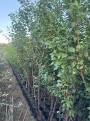 3 YAŞ TÜPLÜ ANEGLİNO(ANJELİKA) JAPON ERİĞİ FİDANI BOY 150CM+