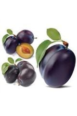 3 YAŞ TÜPLÜ ANEGLİNO(ANJELİKA) JAPON ERİĞİ FİDANI BOY 150CM+