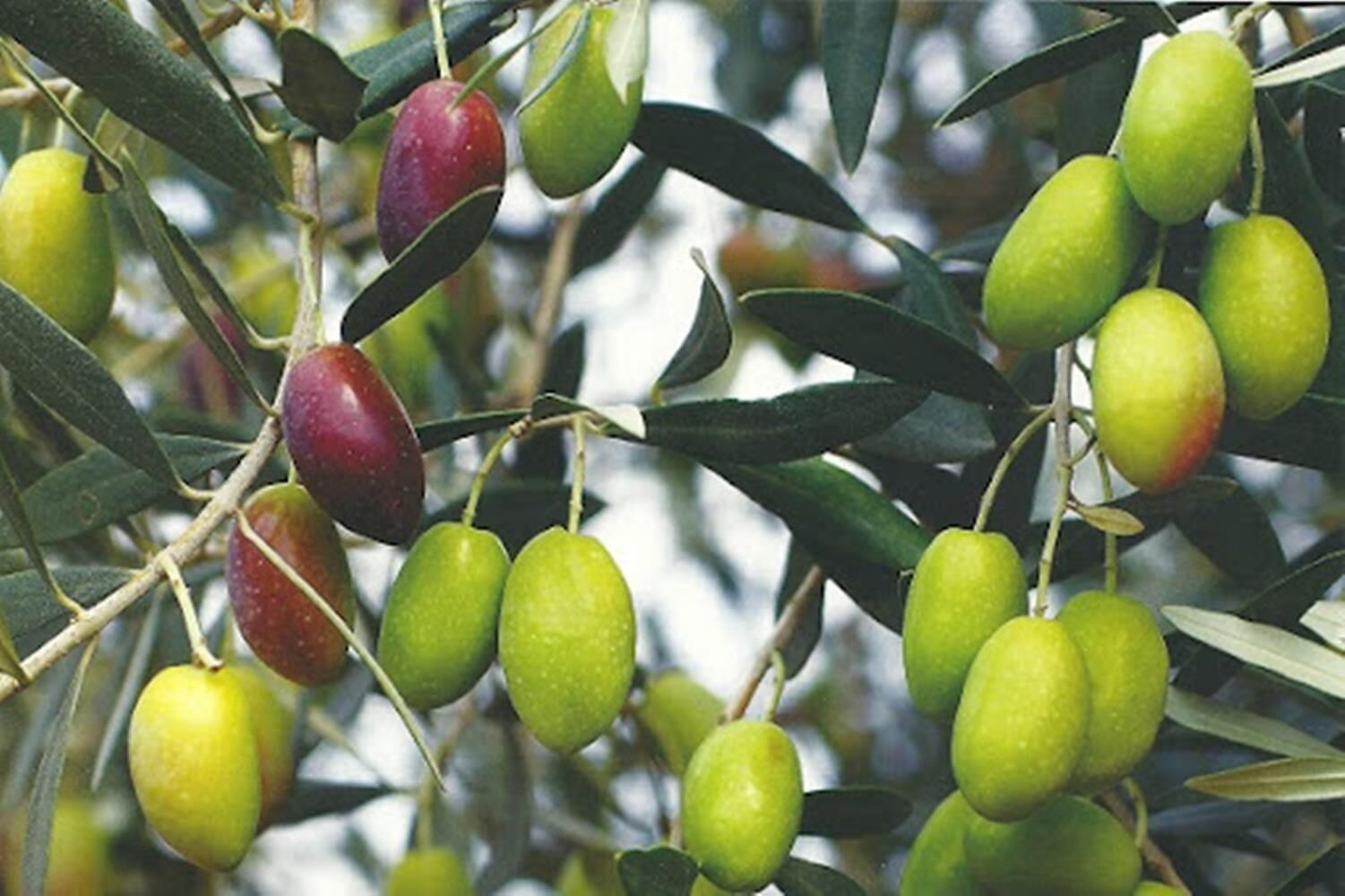 2 YAŞ TÜPLÜ SARI ULAK ZEYTİN FİDANI BOY 130-150 CM