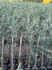 2 YAŞ TÜPLÜ SARI ULAK ZEYTİN FİDANI BOY 130-150 CM