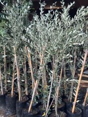 2 YAŞ TÜPLÜ SARI ULAK ZEYTİN FİDANI BOY 130-150 CM