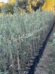 2 YAŞ TÜPLÜ SARI ULAK ZEYTİN FİDANI BOY 130-150 CM