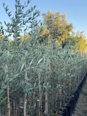 2 YAŞ TÜPLÜ SARI ULAK ZEYTİN FİDANI BOY 130-150 CM