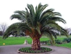 saksıda 5 yaş phoenix canariensis hurma  palmiyesi 130-150 cm