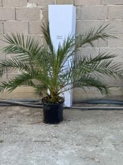 saksıda 5 yaş phoenix canariensis hurma  palmiyesi 130-150 cm