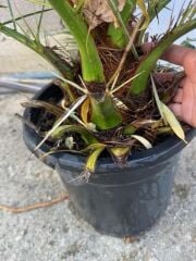 saksıda 5 yaş phoenix canariensis hurma  palmiyesi 130-150 cm